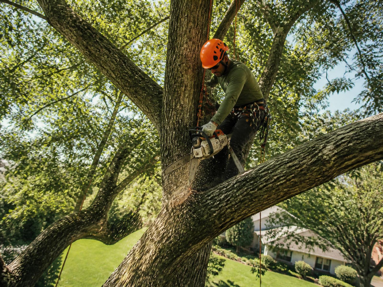 Tree Removal